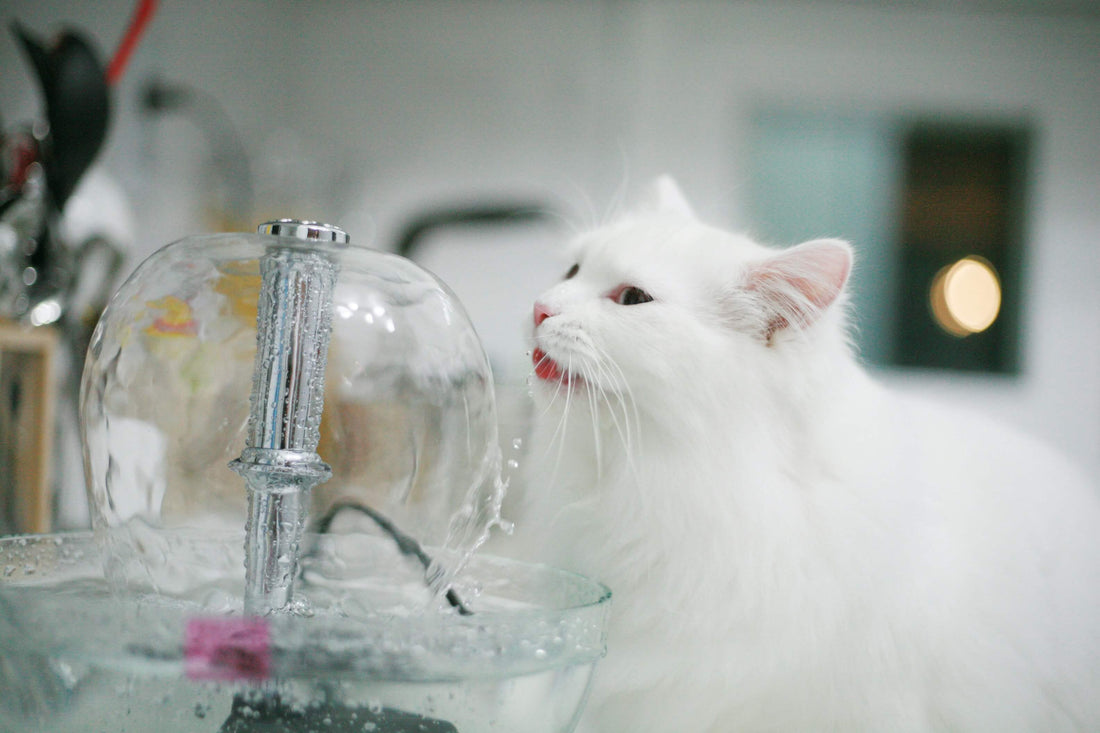 Why Cat Hydration Matters: A Vet-Inspired Guide for Modern Pet Parents